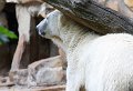 knut-zoo-berlin (9)